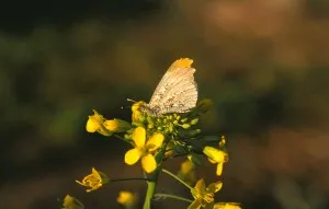 Spring обостряне на шизофрения, шизофрения