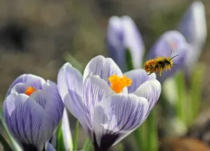 Spring обостряне на шизофрения, шизофрения