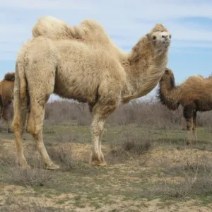 Camel свойства и рецепти, храна и здраве