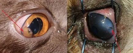 Vetklinike Lâna de Aur - leziuni oculare la câini și pisici