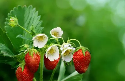 Cultivarea căpșuni pe propria lor teren pentru gradinari