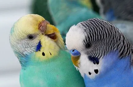 Budgies îngrijirea corespunzătoare a animalelor de companie de croazieră