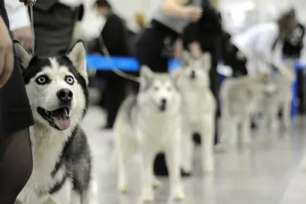 Dog Show la Kiev despre spectacole de câine, câine arată programul următor,