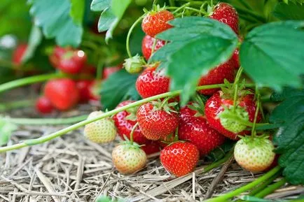 Отглеждане на ягоди от свое парцел за градинари