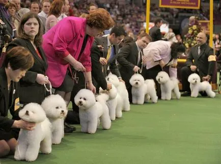 Dog Show la Kiev despre spectacole de câine, câine arată programul următor,