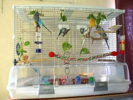 Budgies megfelelő ellátást a háziállatok körutazás