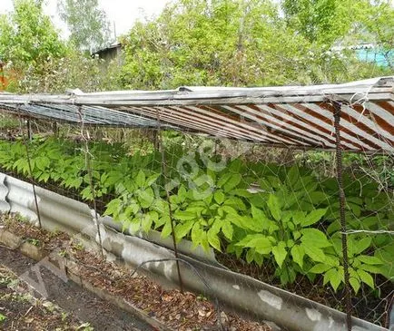 Cultivarea de ginseng în grădină