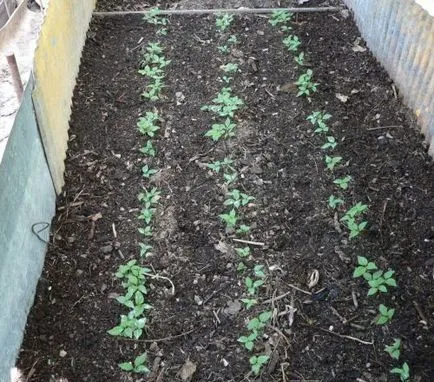 Cultivarea de ginseng în grădină