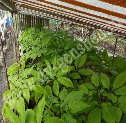 Cultivarea de ginseng în grădină