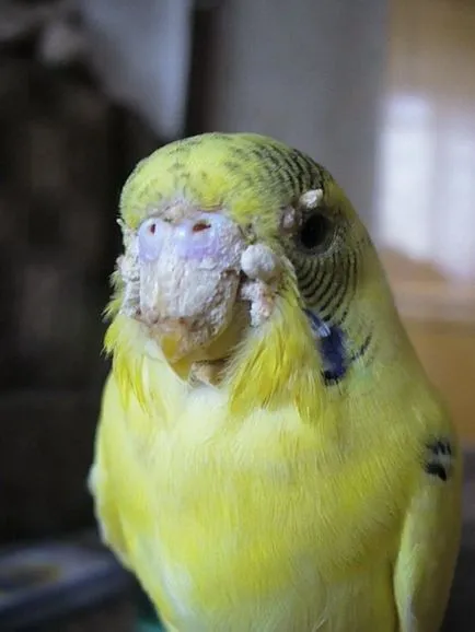 Budgies îngrijirea corespunzătoare a animalelor de companie de croazieră