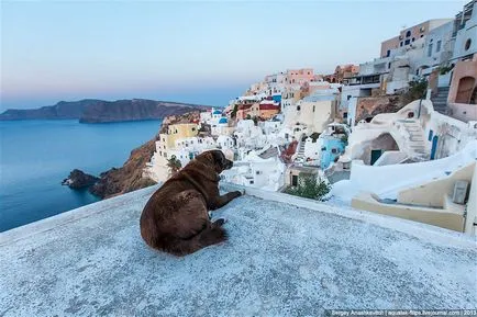 Всички кучета отиват в рая остров Санторини, фото новини