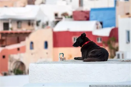Minden kutya a mennybe Santorini szigetén, fotó hírek