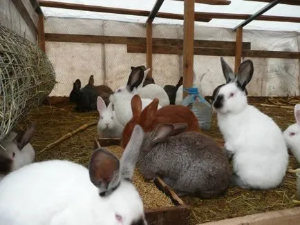 Toți iepurii aproximativ de la naștere până la sacrificare informații caracteristice