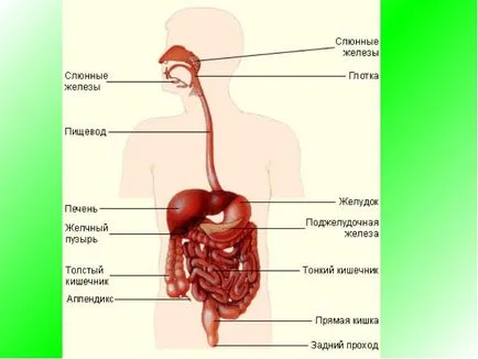 Toate enteritei cronice la copii