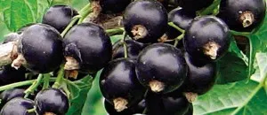 Бери нос цариградско грозде снимка, рецепти, да използват в готварството Physalis