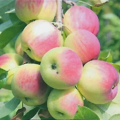 Polukulturka ябълково дърво в Сибир