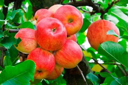 Polukulturka ябълково дърво в Сибир