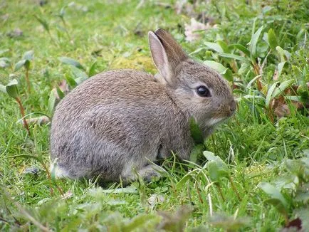 Caracteristici și semnificația iepure totem animal