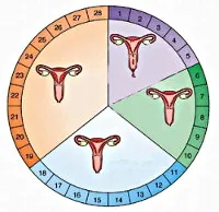 menstruației întârziate - cauze, simptome, diagnostic și tratament