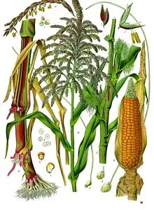 Zea mays - l