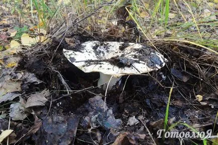 Fried ciuperci reteta, gotovlyuya