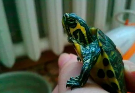 Zheltouhaya костенурка - грижа и поддръжка в домашни условия
