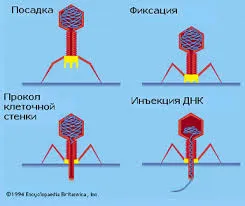 Запознайте се с бактериофаги Сенгар! (Част 2)