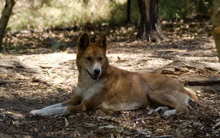 Mesajul de animale Dingo sălbatice, fotografii