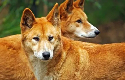 Mesajul de animale Dingo sălbatice, fotografii