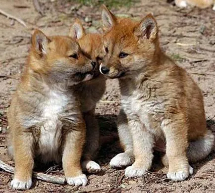 Állati vad dingo üzenet, fotók