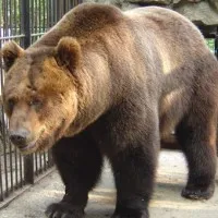 Zoo Kazan (Kazan, Magyarország) - inoformatsiya, hírek, üzemeltetés, rendszer, jegyárak