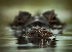 De ce vis de crocodili în apă
