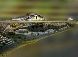De ce vis de crocodili în apă