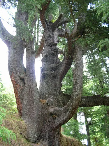 Cedar засаждане и грижи, видове и разновидности, снимки