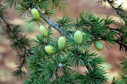 Cedar засаждане и грижи, видове и разновидности, снимки