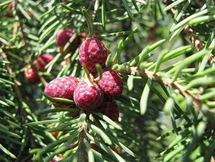 Cedar ültetés és gondozás, a fajok és fajták, fotók