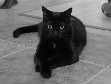 Защо мечтата на черна котка да я инсулт в сън, или фуражите, които ви ухапа
