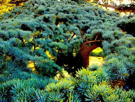 Cedar засаждане и грижи, видове и разновидности, снимки