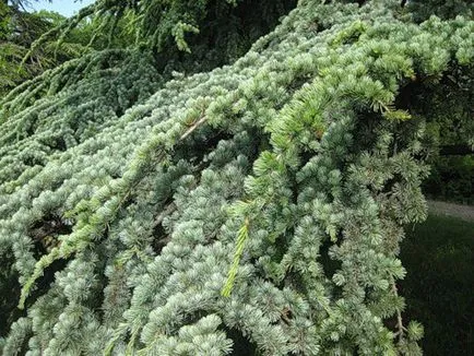 Cedar засаждане и грижи, видове и разновидности, снимки