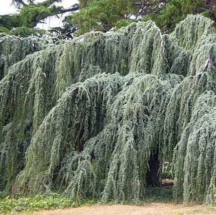 Cedar засаждане и грижи, видове и разновидности, снимки