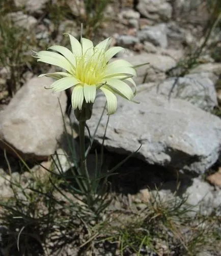 fotografii Katananhe, specii, cultivarea și întreținerea