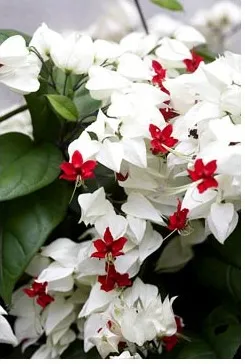 Clerodendrum - descriere, îngrijire, propagare, a bolilor și dăunătorilor, Greenhome