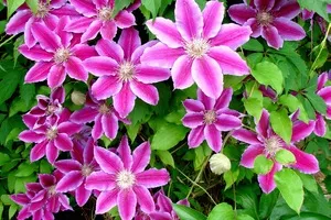 Clematis Szibériában termesztés, ültetés és gondozás - a mágikus növények