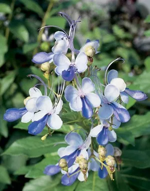 Clerodendrum - descriere, îngrijire, propagare, a bolilor și dăunătorilor, Greenhome