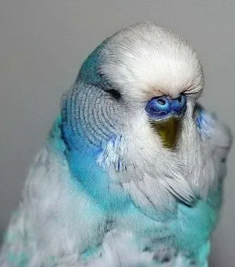 Кейдж щастие - папагал заболяване