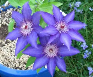 Clematis în soiurile Urali, plantarea și îngrijirea, cultivarea