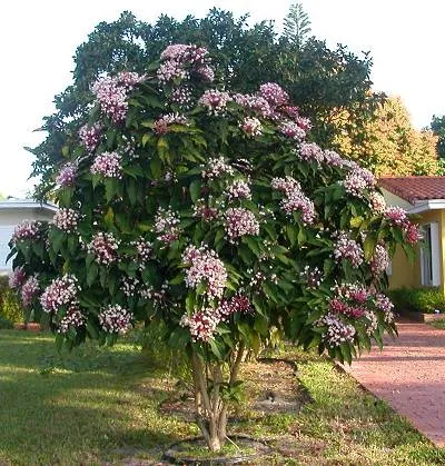 Clerodendrum - descriere, îngrijire, propagare, a bolilor și dăunătorilor, Greenhome