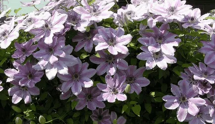 Clematis, idei frumoase pentru gradina