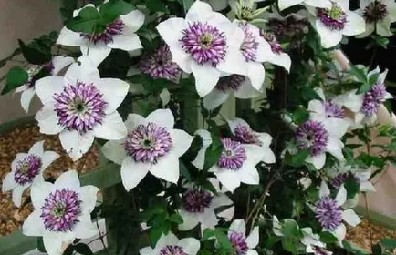 Clematis, idei frumoase pentru gradina