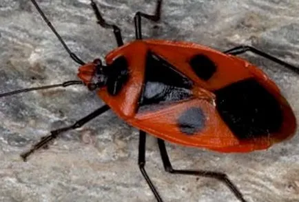 Soldier Bug - kártevők, ellenőrzési módszerek és a megelőzés